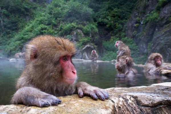 Monos japoneses: tipos, características y dónde verlos - ¿Dónde ver monos en Japón?