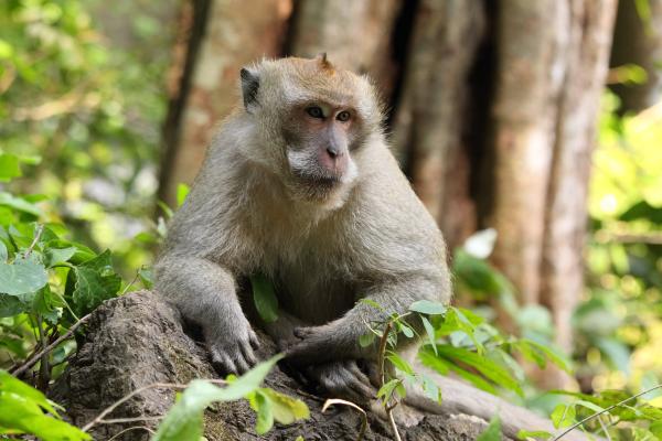 Monos japoneses: tipos, características y dónde verlos - ¿Hay más monos en Japón?