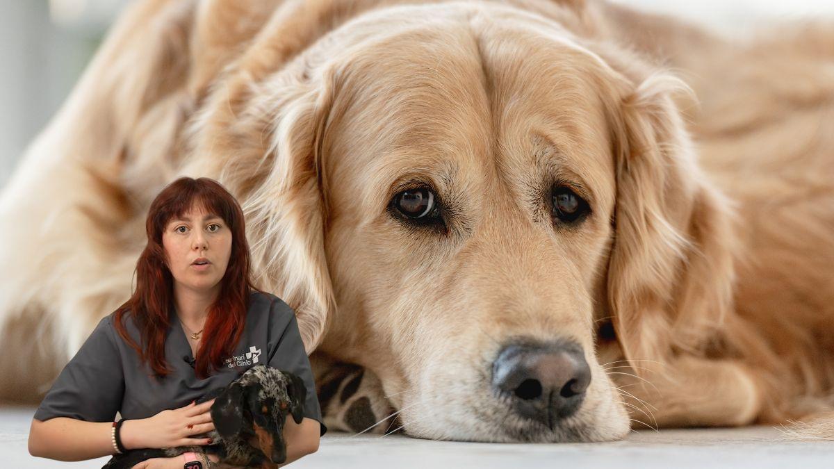 María Sabaté, auxiliar veterinaria: “Un perro puede pasar de tener un golpe de calor leve a uno grave en solo 15 minutos”