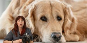 María Sabaté, auxiliar veterinaria: “Un perro puede pasar de tener un golpe de calor leve a uno grave en solo 15 minutos”