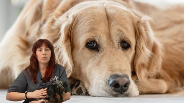 María Sabaté, auxiliar veterinaria: “Un perro puede pasar de tener un golpe de calor leve a uno grave en solo 15 minutos”