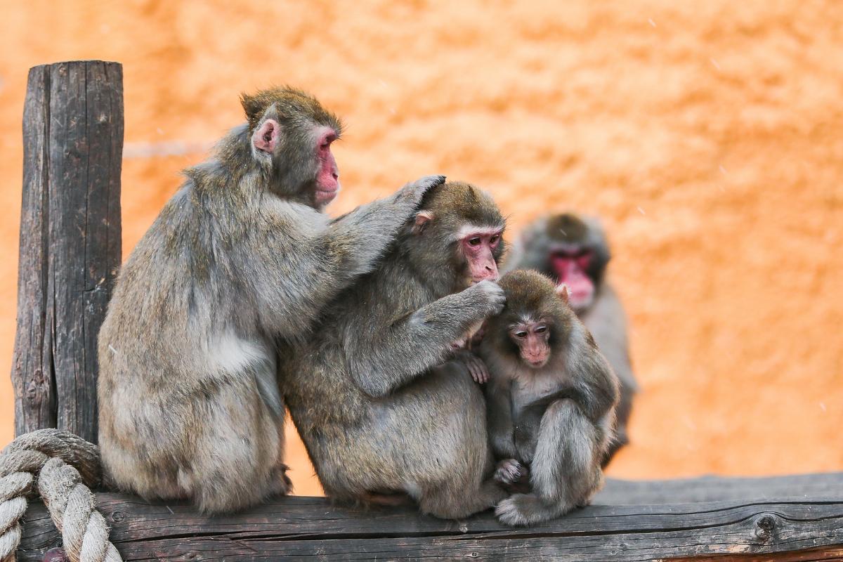 Monos japoneses: tipos, características y dónde verlos
