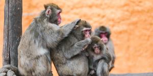 Monos japoneses: tipos, características y dónde verlos