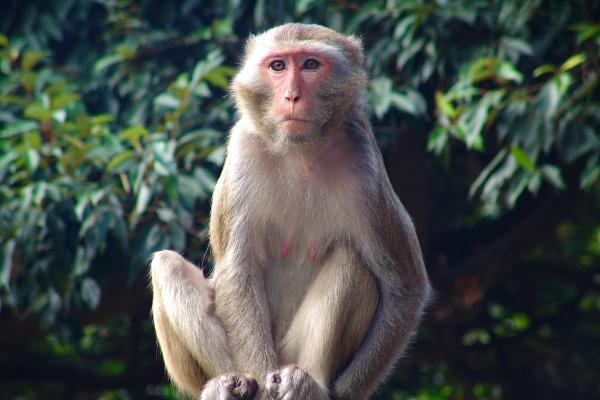 Monos japoneses: tipos, características y dónde verlos - 