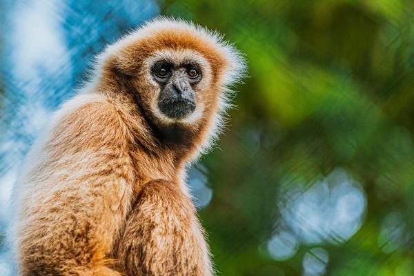 Monos japoneses: tipos, características y dónde verlos - 