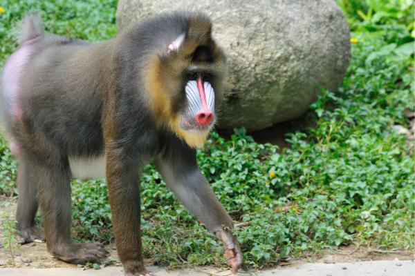Monos japoneses: tipos, características y dónde verlos - 