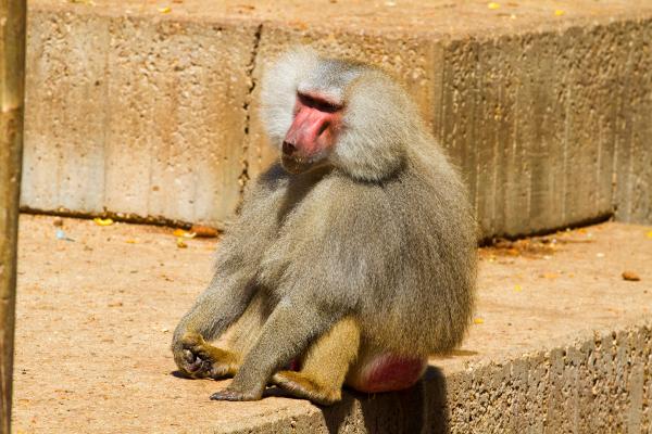 Monos japoneses: tipos, características y dónde verlos - 