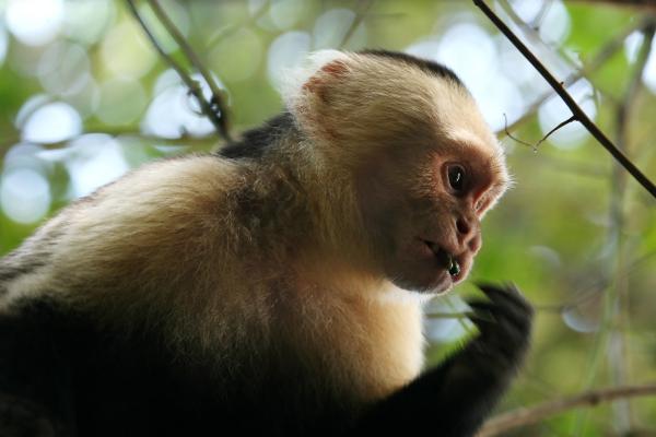 Monos japoneses: tipos, características y dónde verlos - 