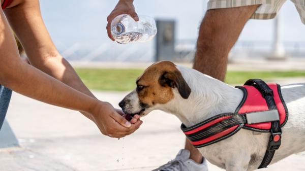 María Sabaté, auxiliar veterinaria: “Un perro puede pasar de tener un golpe de calor leve a uno grave en solo 15 minutos” - Qué hacer si tu perro presenta estos síntomas y qué errores debes evitar