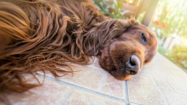 María Sabaté, auxiliar veterinaria: “Un perro puede pasar de tener un golpe de calor leve a uno grave en solo 15 minutos” - Un golpe de calor puede empeorar en cuestión de minutos: otras señales de alerta