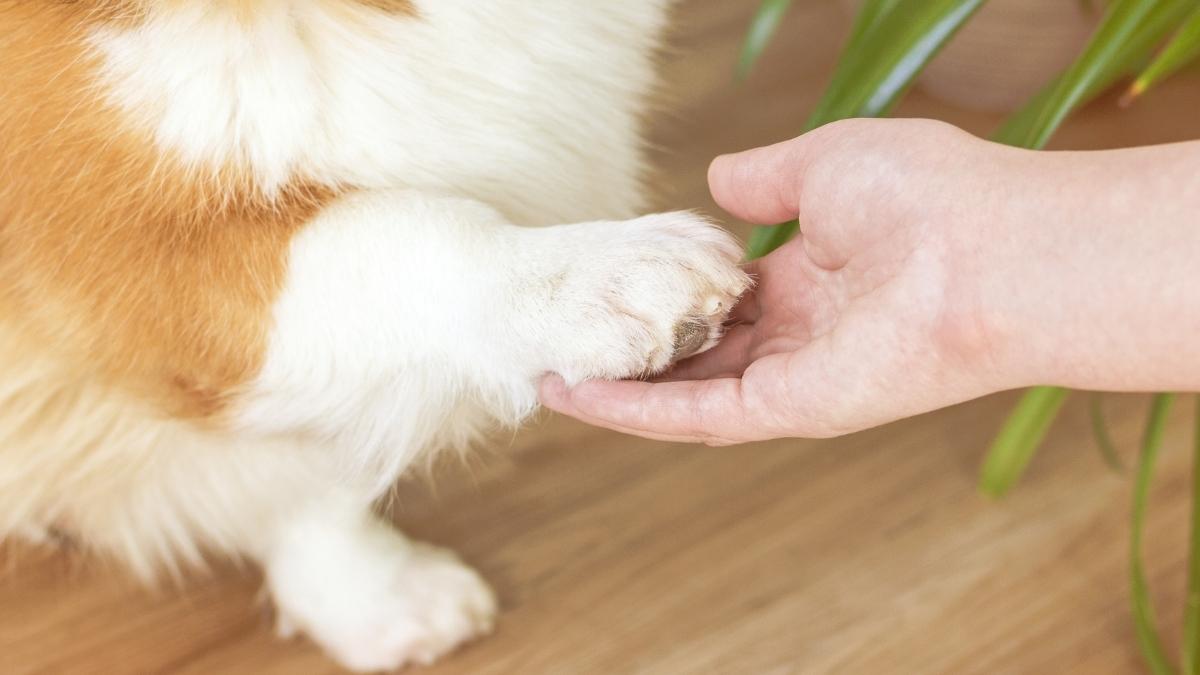 Los veterinarios coinciden: “Limpiar las patas de los perros con toallitas para humanos puede dañar su piel, aunque sean para bebés”