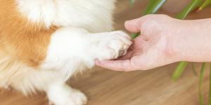 Los veterinarios coinciden: “Limpiar las patas de los perros con toallitas para humanos puede dañar su piel, aunque sean para bebés”