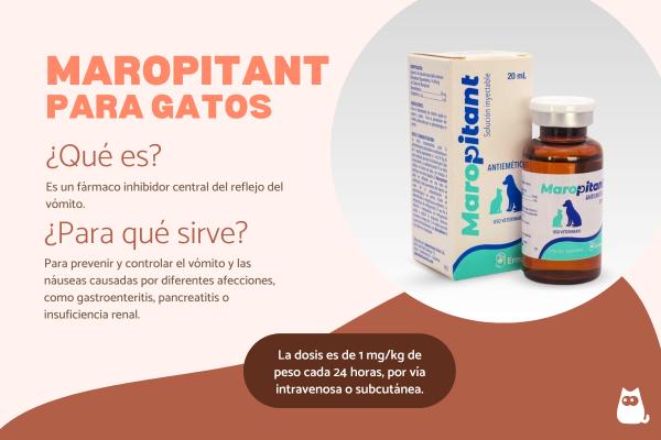 Maropitant para gatos: dosis, usos y efectos secundarios