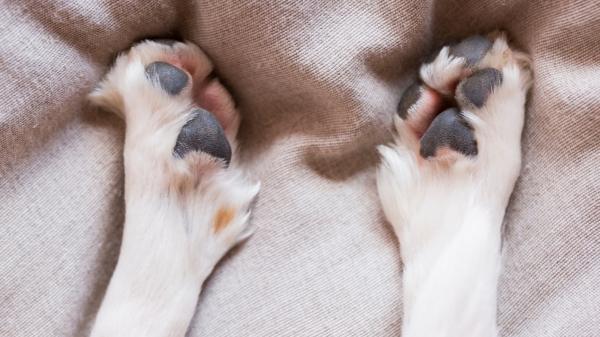 Los veterinarios coinciden: “Limpiar las patas de los perros con toallitas para humanos puede dañar su piel, aunque sean para bebés” - Qué le puede pasar a tu perro si usas estas toallitas a menudo