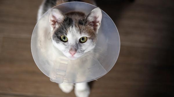 ¿Es obligatorio esterilizar a los gatos? María Besteiros, Auxiliar Técnico de Veterinaria, resuelve la duda: "Según la ley..." - Consejos de expertos para cuidar a un gato en casa después de la esterilización