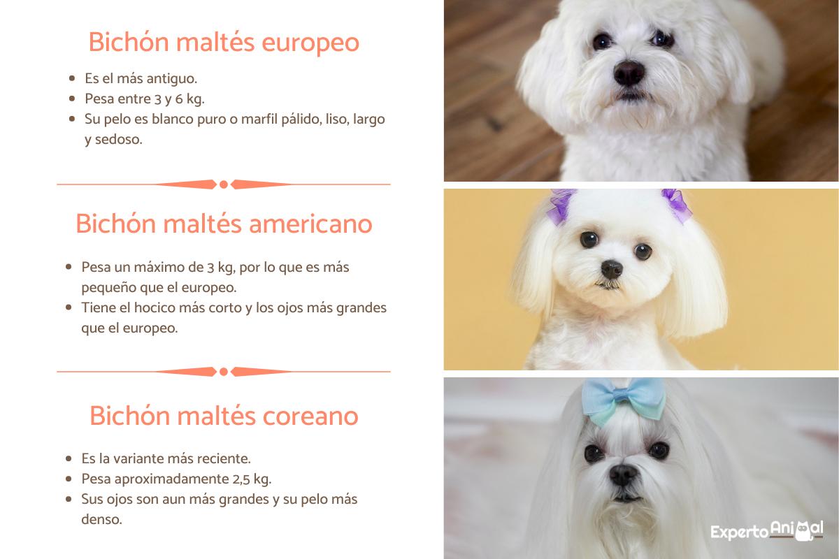 Diferencias entre bichón maltés americano, coreano y europeo