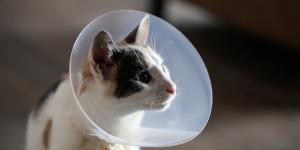 ¿Es obligatorio esterilizar a los gatos? María Besteiros, Auxiliar Técnico de Veterinaria, resuelve la duda: "Según la ley..."