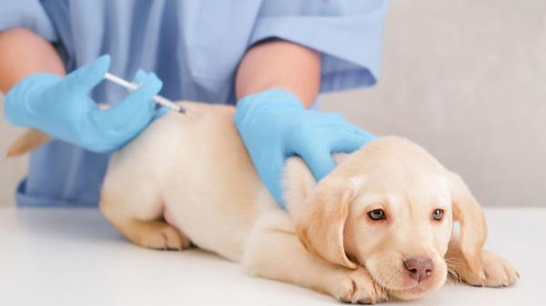 La UE cambia las reglas para comprar o adoptar perros y gatos: a partir del 31 de agosto de 2028, será obligatorio entregar por escrito su historial clínico, vacunas y cuidados específicos - La nueva información deberá incluir cuidados, alimentación, salud y comportamiento