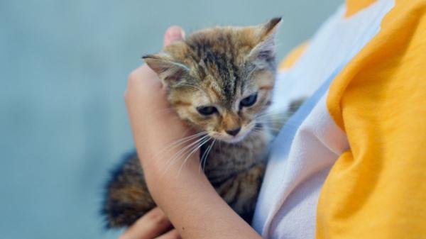 La UE cambia las reglas para comprar o adoptar perros y gatos: a partir del 31 de agosto de 2028, será obligatorio entregar por escrito su historial clínico, vacunas y cuidados específicos - La nueva normativa también se aplicará a las adopciones