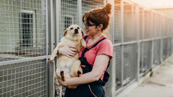 La UE cambia las reglas para comprar o adoptar perros y gatos: a partir del 31 de agosto de 2028, será obligatorio entregar por escrito su historial clínico, vacunas y cuidados específicos - La UE también endurece las reglas para criadores, vendedores y refugios