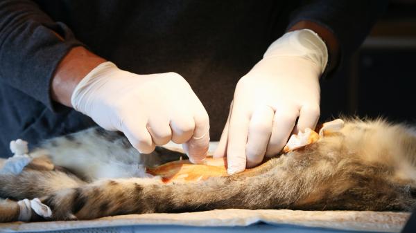 ¿Es obligatorio esterilizar a los gatos? María Besteiros, Auxiliar Técnico de Veterinaria, resuelve la duda: "Según la ley..." - Lo dice la ley: todos los gatos tienen que estar esterilizados, salvo en un caso