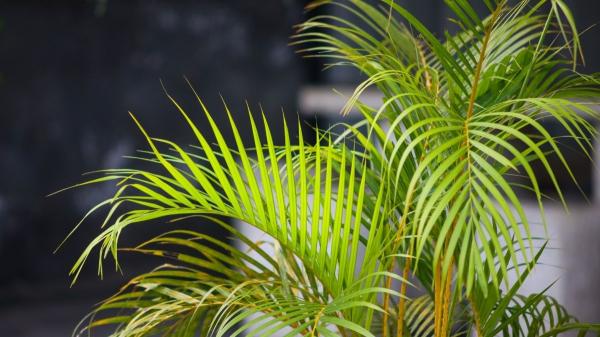 Ni juguetes ni snacks: las plantas que vuelven loco a tu gato y cuidan su salud - Areca: purifica el aire de tu hogar y cuida a tu gato