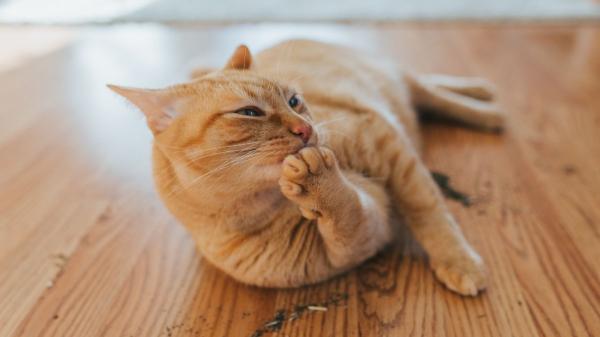 Ni juguetes ni snacks: las plantas que vuelven loco a tu gato y cuidan su salud - Consejos para que tu gato disfrute de estas plantas sin riesgos