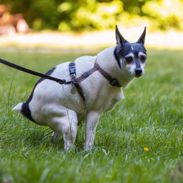 la mala comida para perros puede causar diarrea con sangre