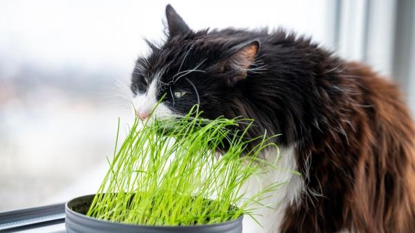 Ni juguetes ni snacks: las plantas que vuelven loco a tu gato y cuidan su salud - Hierba gatera o cat grass: variedades que tu gato adorará mordisquear