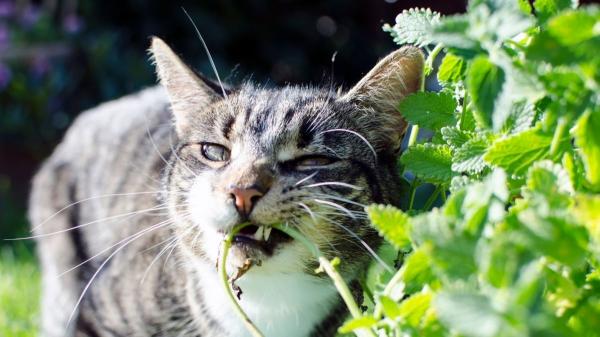 Ni juguetes ni snacks: las plantas que vuelven loco a tu gato y cuidan su salud - Menta gatera: el aroma que lo vuelve loco