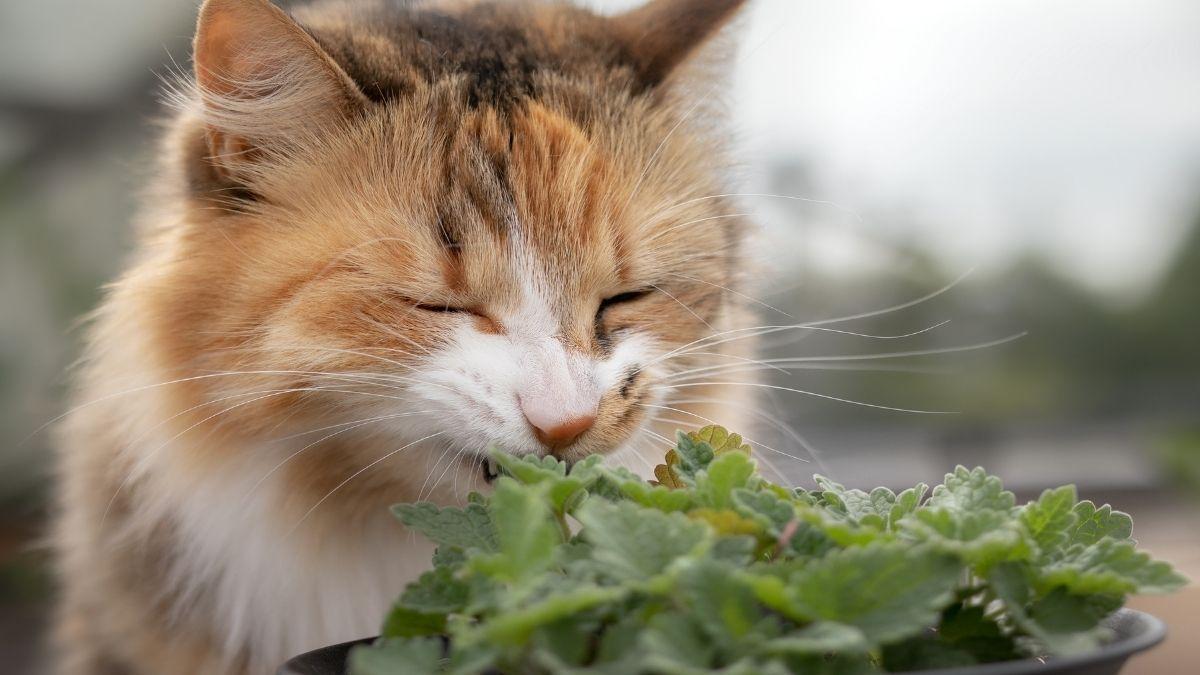 Ni juguetes ni snacks: las plantas que vuelven loco a tu gato y cuidan su salud