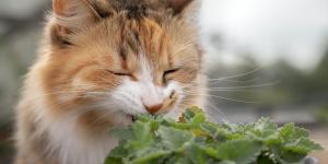 Ni juguetes ni snacks: las plantas que vuelven loco a tu gato y cuidan su salud