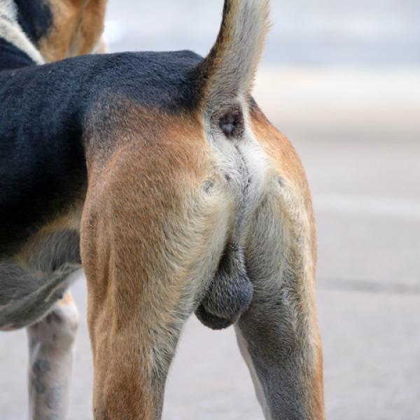 como saber si mi perro tiene cancer de testiculos