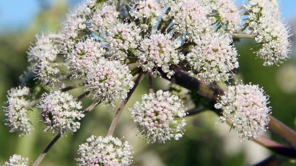 Ni juguetes ni snacks: las plantas que vuelven loco a tu gato y cuidan su salud - Valeriana: el secreto para un gato relajado y feliz
