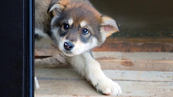Qué siente tu perro cuando le gritas: la ciencia revela el impacto en su cerebro - ¿Cómo perciben la voz humana los perros? 
