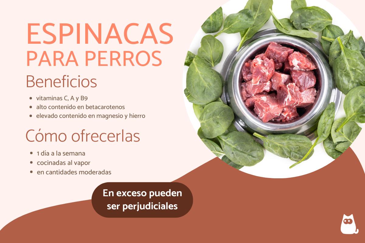 ¿Los perros pueden comer espinacas?