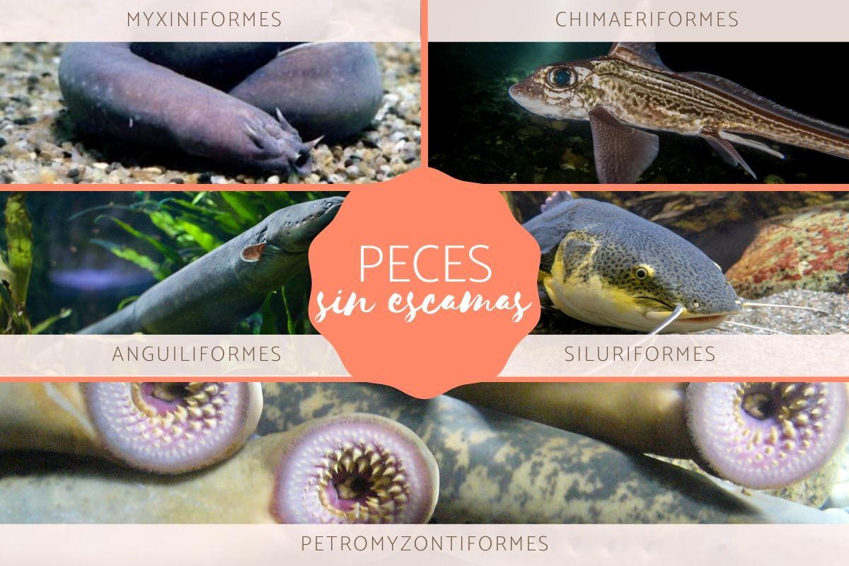 Peces sin escamas - Tipos, nombres y ejemplos