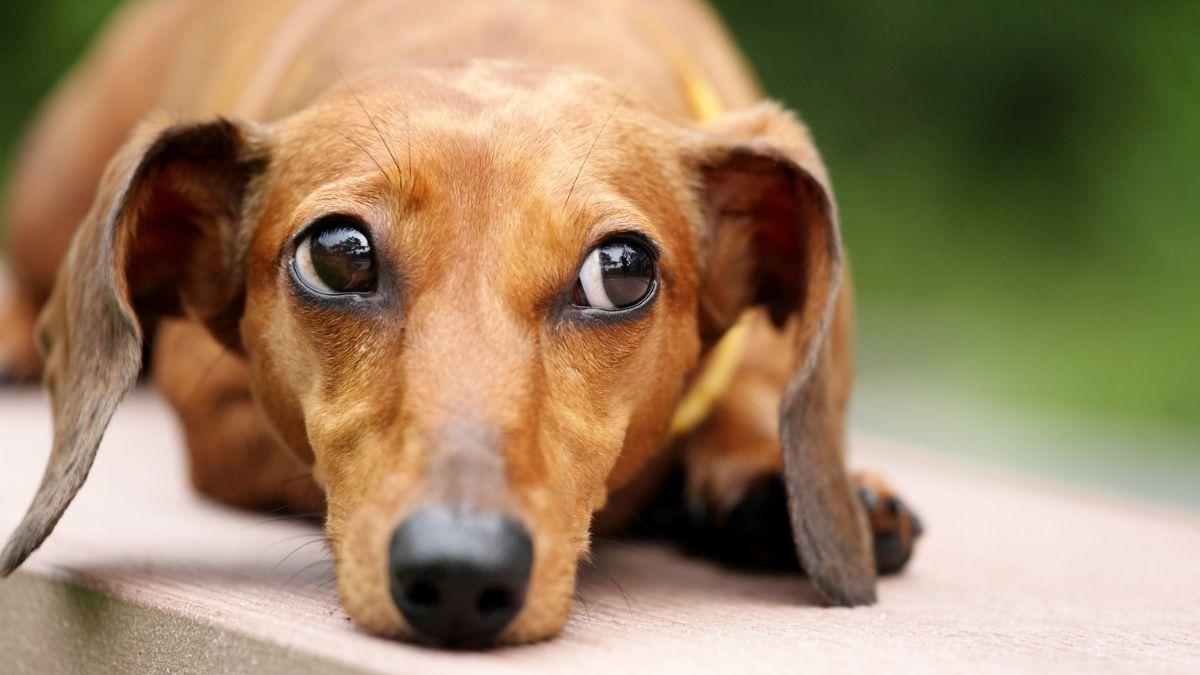 Qué siente tu perro cuando le gritas: la ciencia revela el impacto en su cerebro