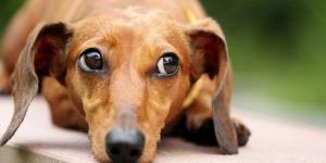 Qué siente tu perro cuando le gritas: la ciencia revela el impacto en su cerebro