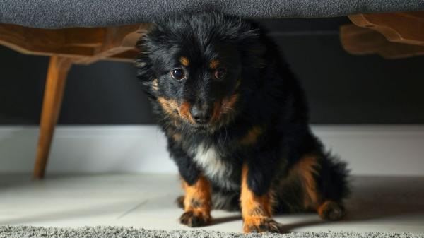 Qué siente tu perro cuando le gritas: la ciencia revela el impacto en su cerebro - ¿Qué sienten realmente los perros si les gritamos?