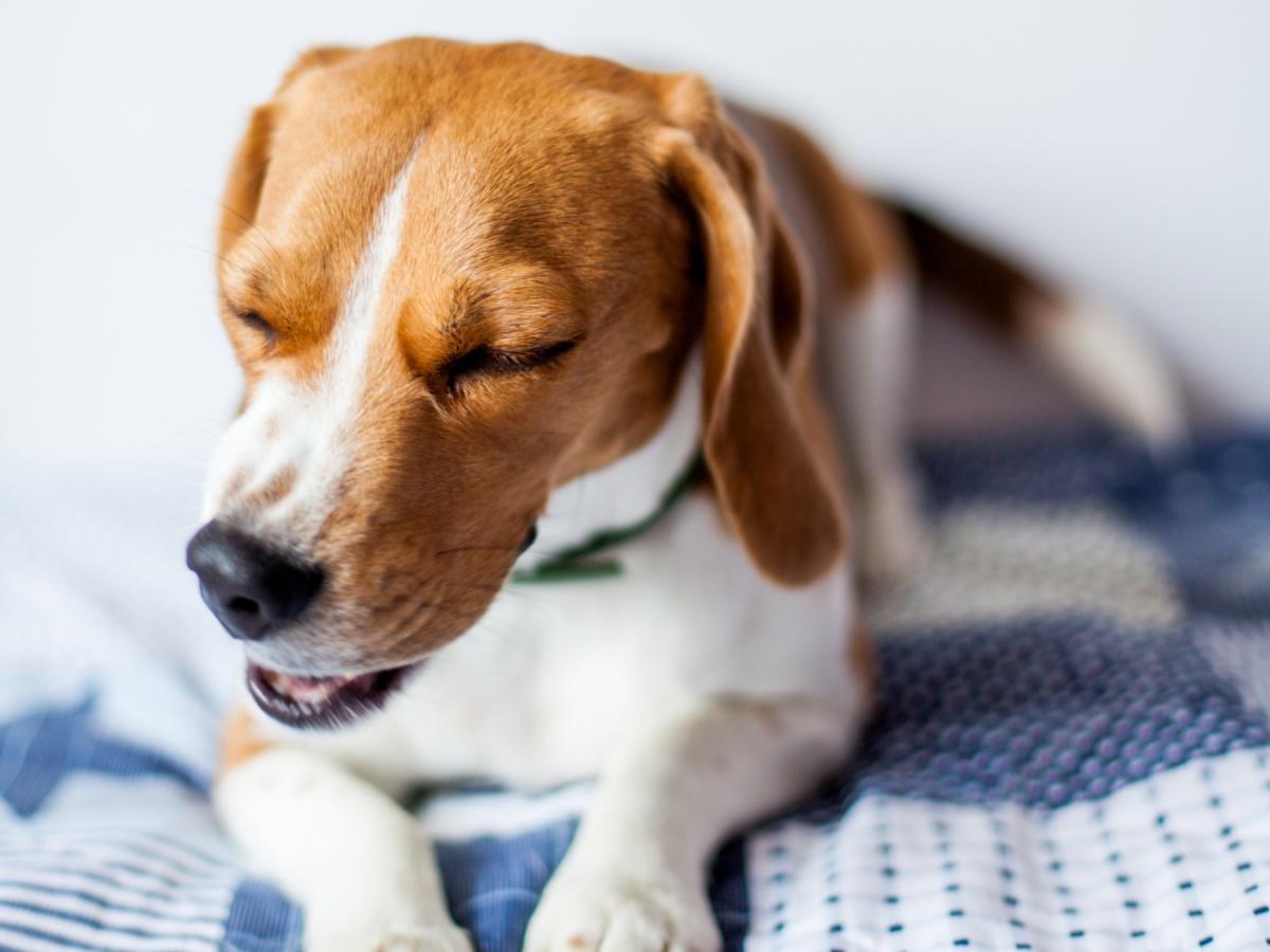 5 síntomas de enfermedades cardíacas en perros