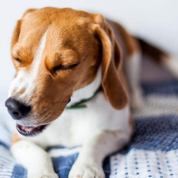 qué tan rápido debe latir el corazón de un cachorro