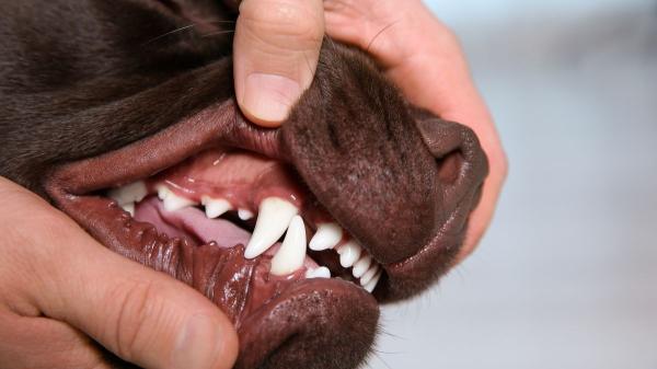 Alba Pérez, veterinaria, explica el método ABC para salvar a tu perro si deja de respirar: “Solo tienes tres minutos para actuar” - A de “Airways”: cómo despejar las vías respiratorias en segundos