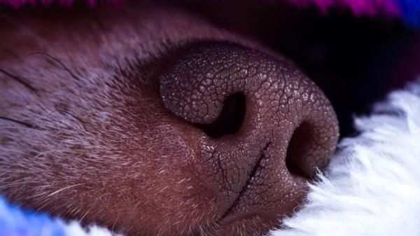 Alba Pérez, veterinaria, explica el método ABC para salvar a tu perro si deja de respirar: “Solo tienes tres minutos para actuar” - B de “Breath”: practica la técnica del boca-nariz sin dañar sus pulmones