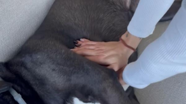 Alba Pérez, veterinaria, explica el método ABC para salvar a tu perro si deja de respirar: “Solo tienes tres minutos para actuar” - Las compresiones torácicas al ritmo de los Bee Gees que pueden salvar la vida de tu perro