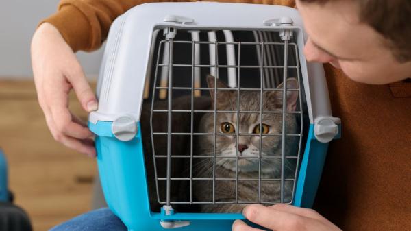 Viajar con tu mascota en autobús ya es posible en Oviedo: así será la nueva normativa - Qué mascotas podrán viajar en autobús en Oviedo y en qué condiciones