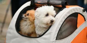 Viajar con tu mascota en autobús ya es posible en Oviedo: así será la nueva normativa