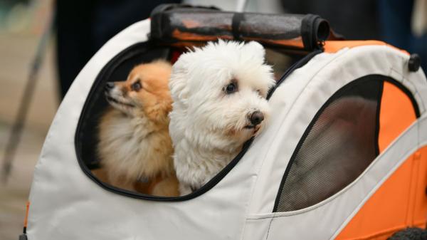 Viajar con tu mascota en autobús ya es posible en Oviedo: así será la nueva normativa
