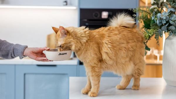 Josera: para las nueve vidas felinas - Josera Crunchies: crujiente por fuera, cremoso por dentro