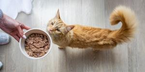 Josera: para las nueve vidas felinas